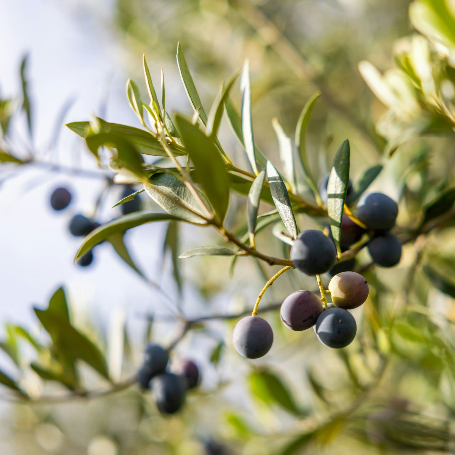 Ascolana olive trees for sale