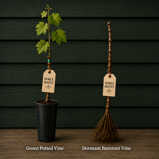 NR Bundle - Vine Only