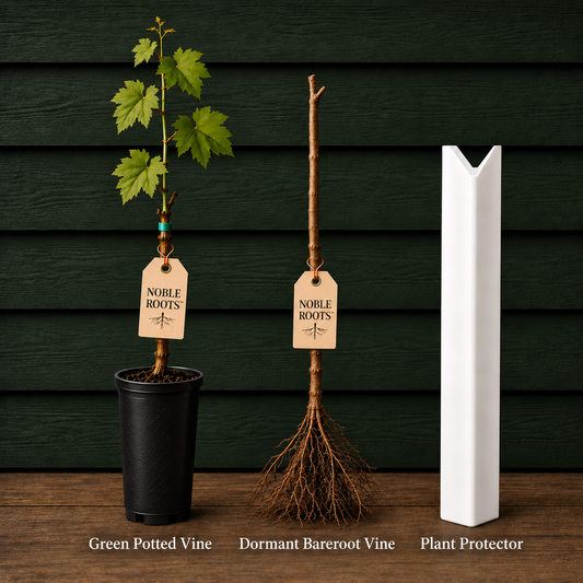 NR Bundle - Vine Only