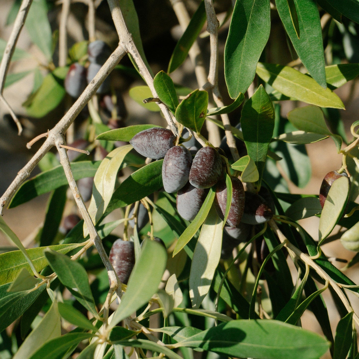 Kalamata olive trees for sale
