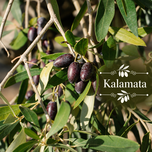 Greek Heritage Olive Orchard Kit