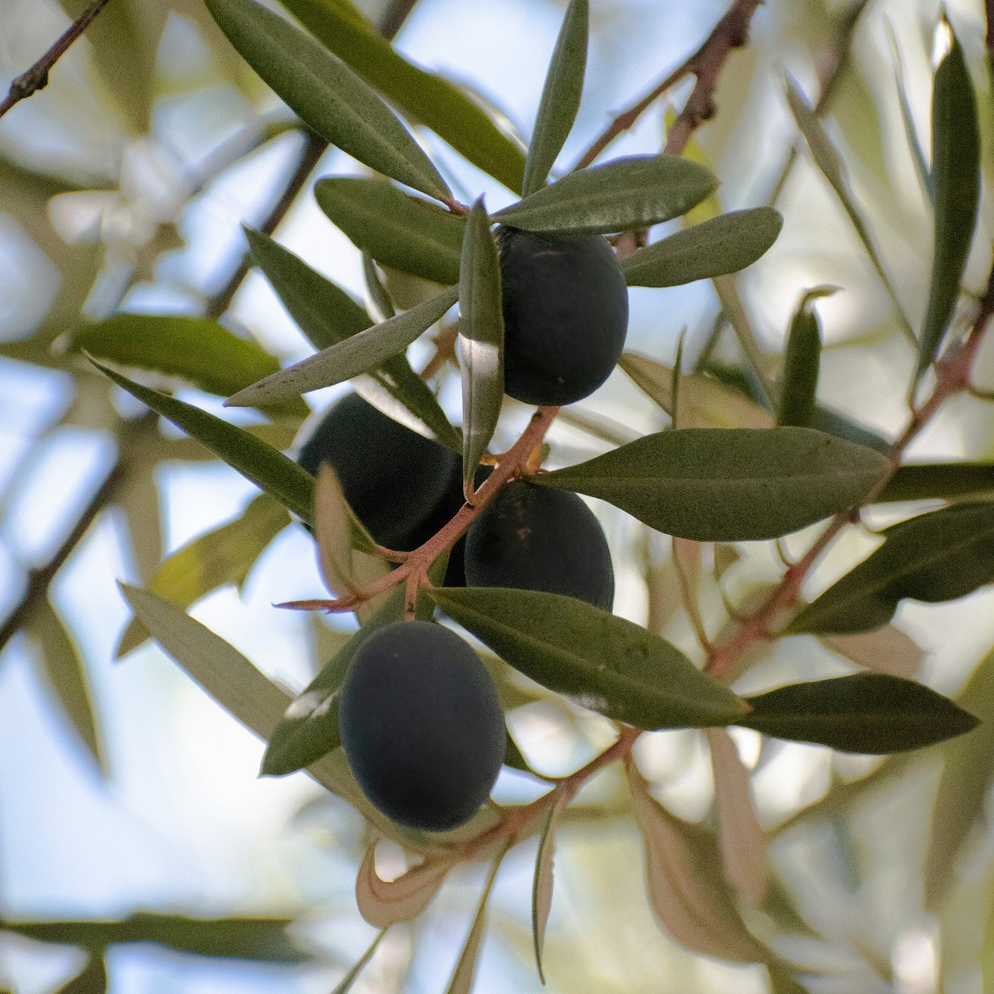 Maurino olive trees for sale