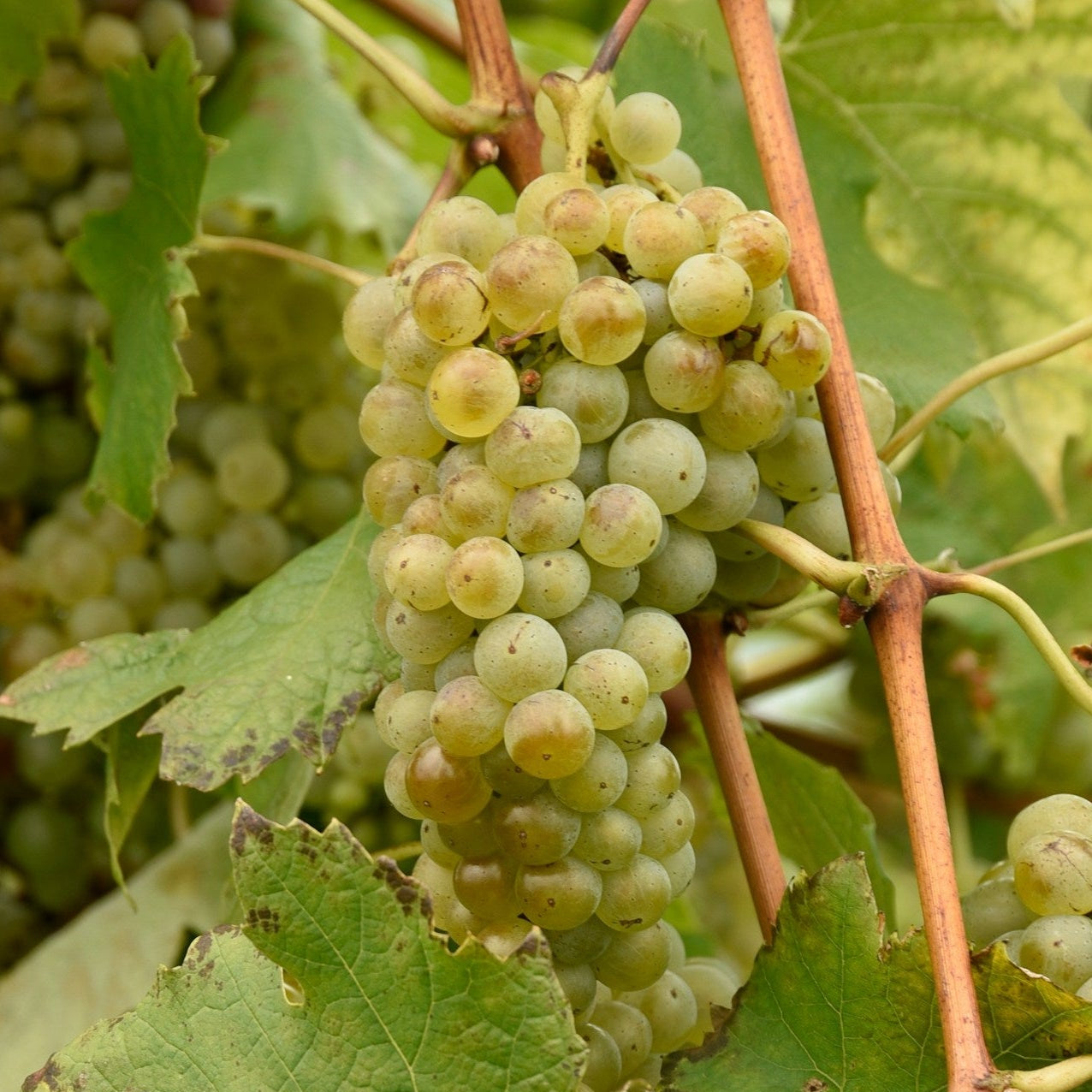 grape plants for sale Trebbiano Toscano Grapevines for Sale