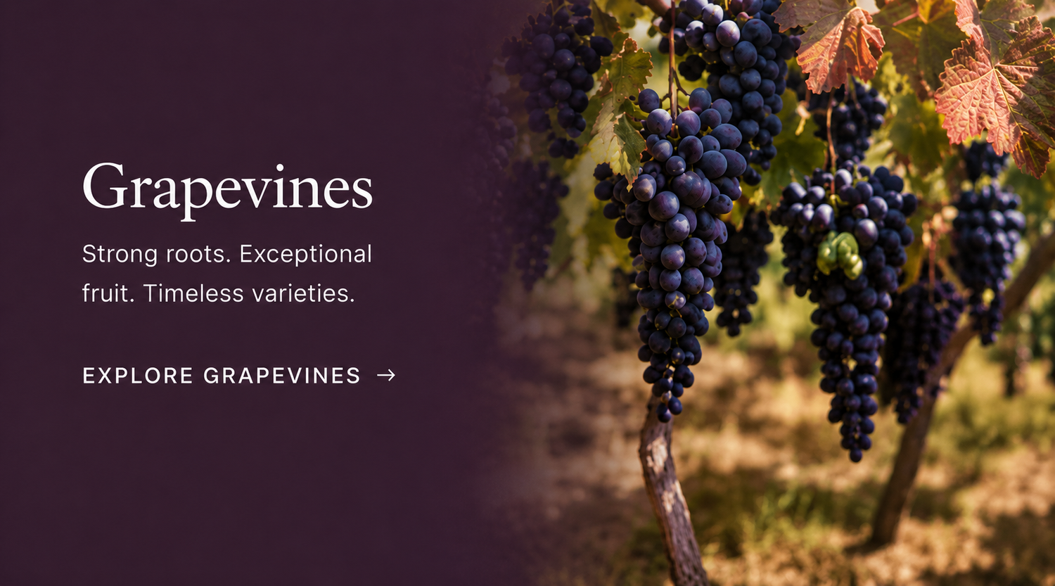 Grapevine Varieties