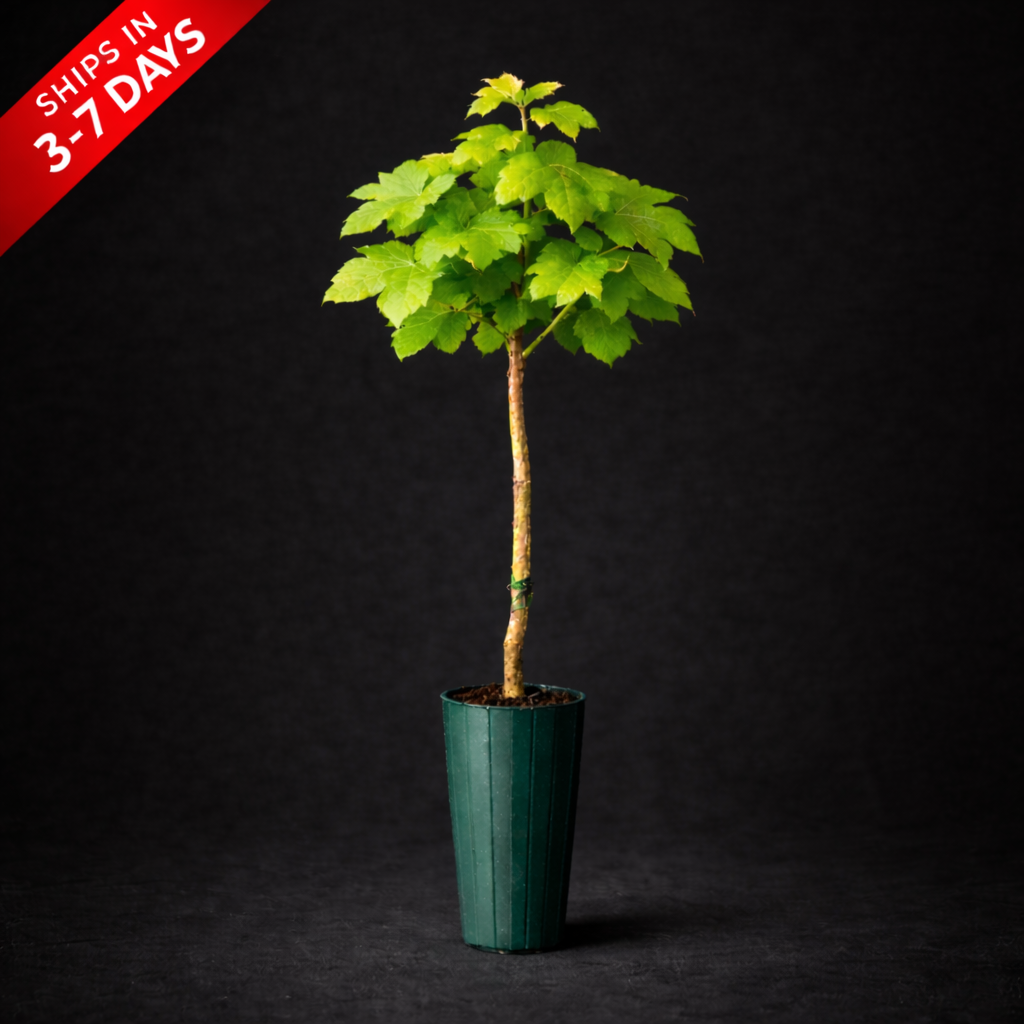 Priority Grapevines – Ships within 1 week