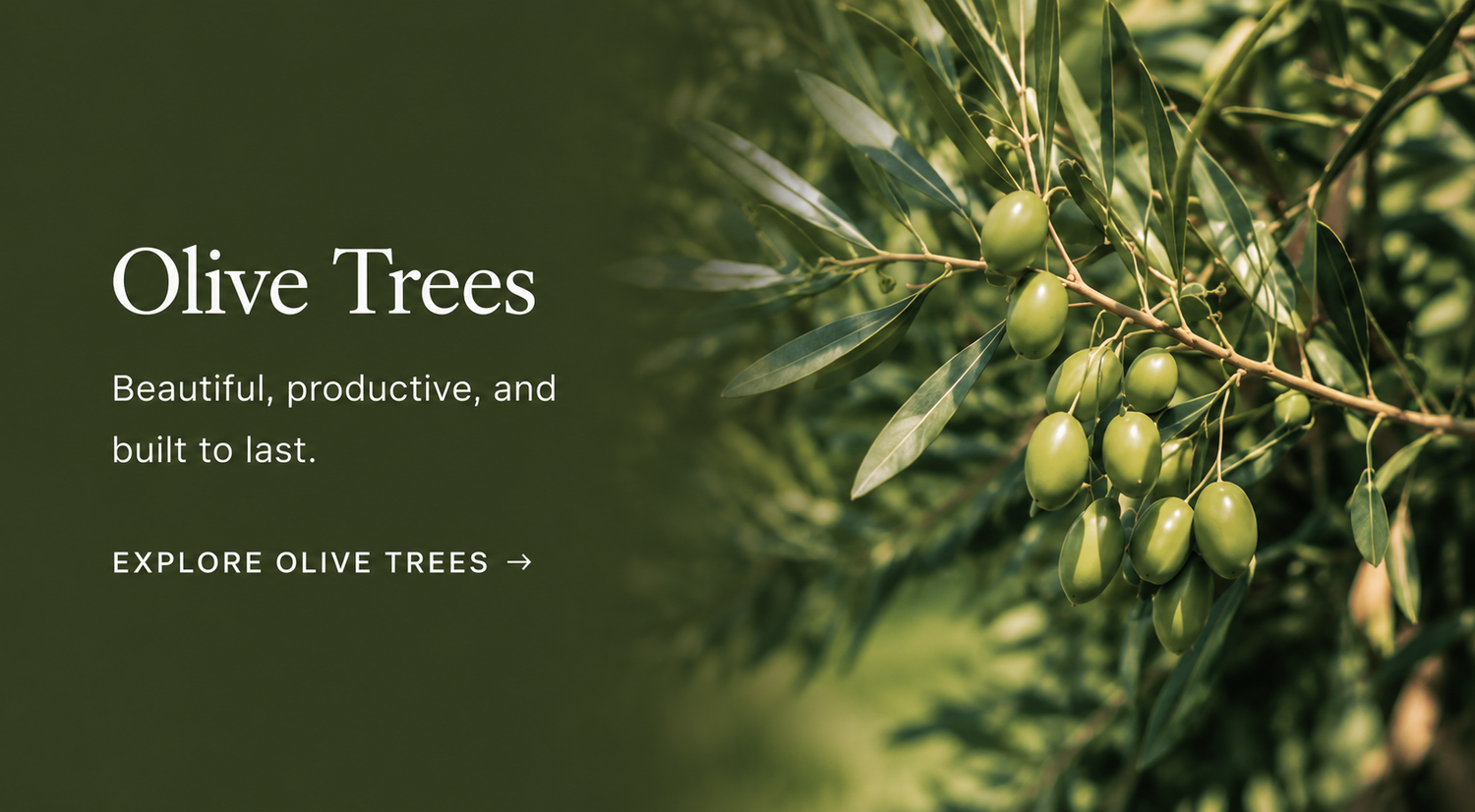 Olive Trees