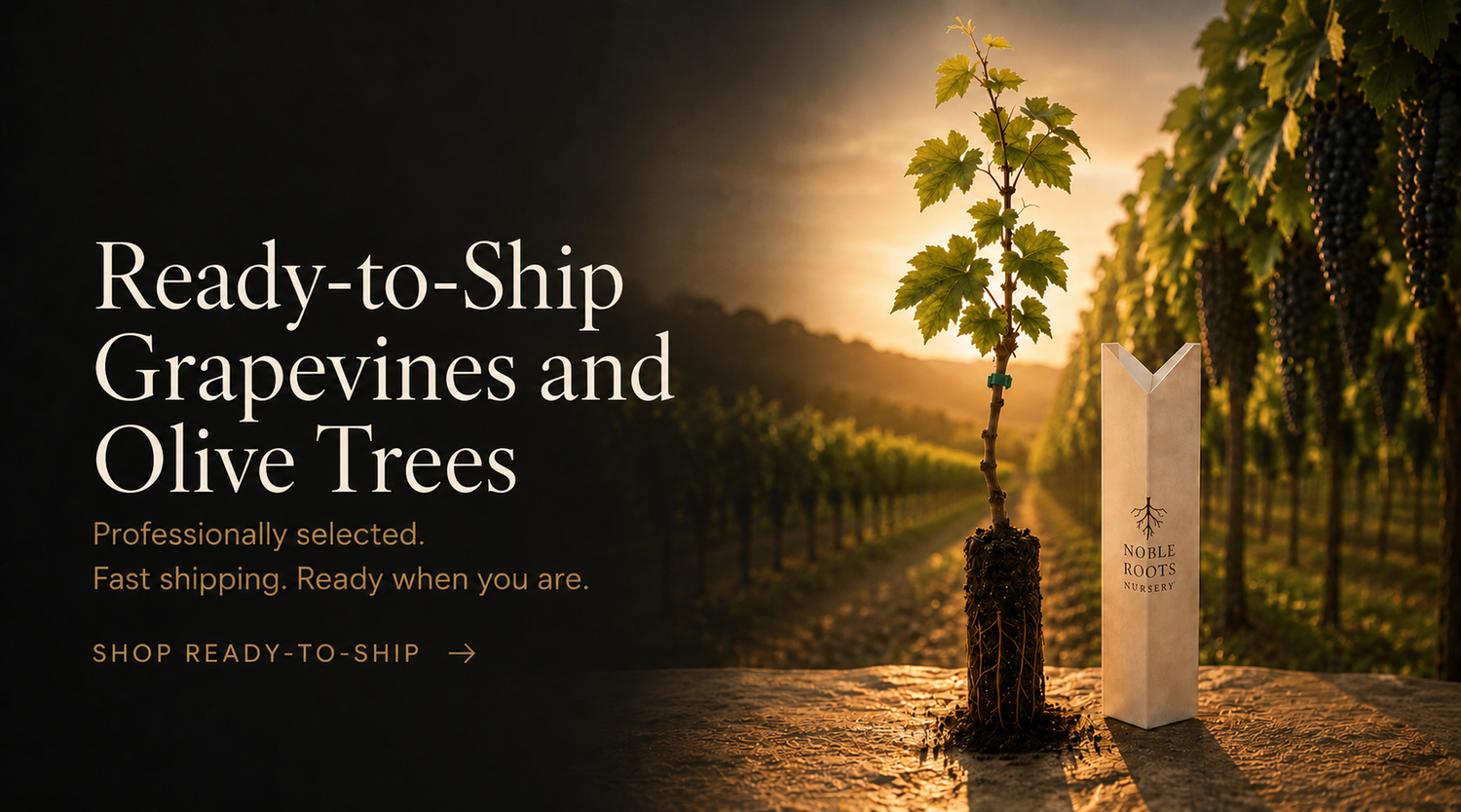 Ready-to-Ship