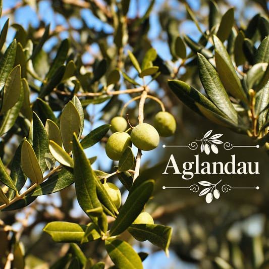 French Olive Oil Orchard Kit