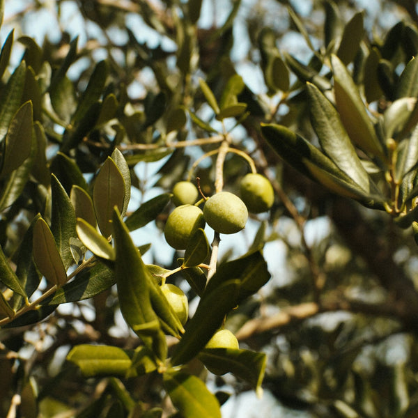 Aglandau Olive Trees