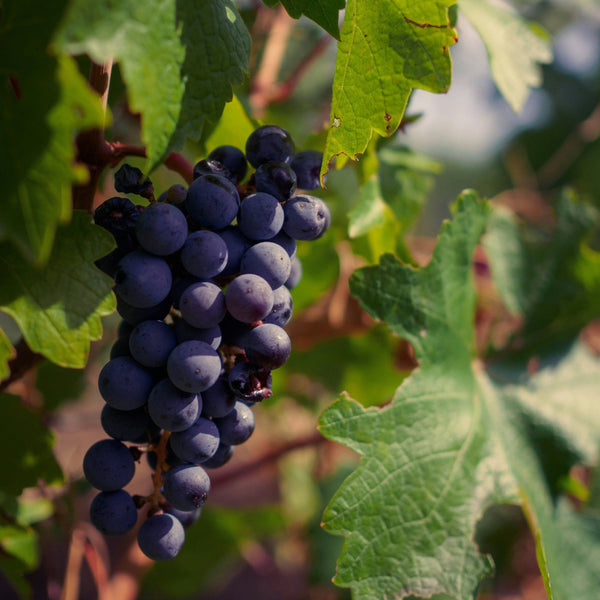 Aglianico Grapevines