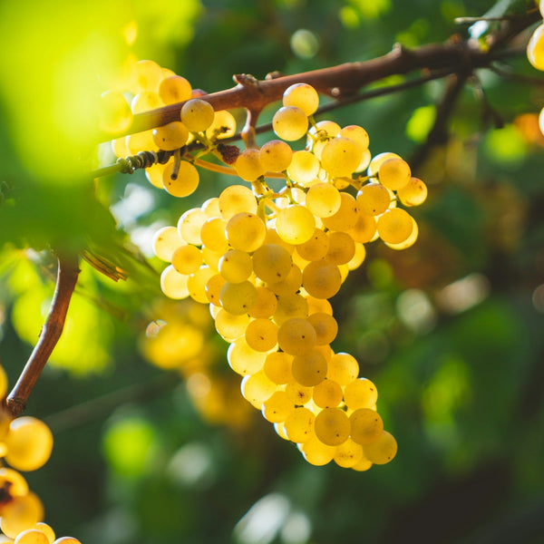 Albariño Grapevines