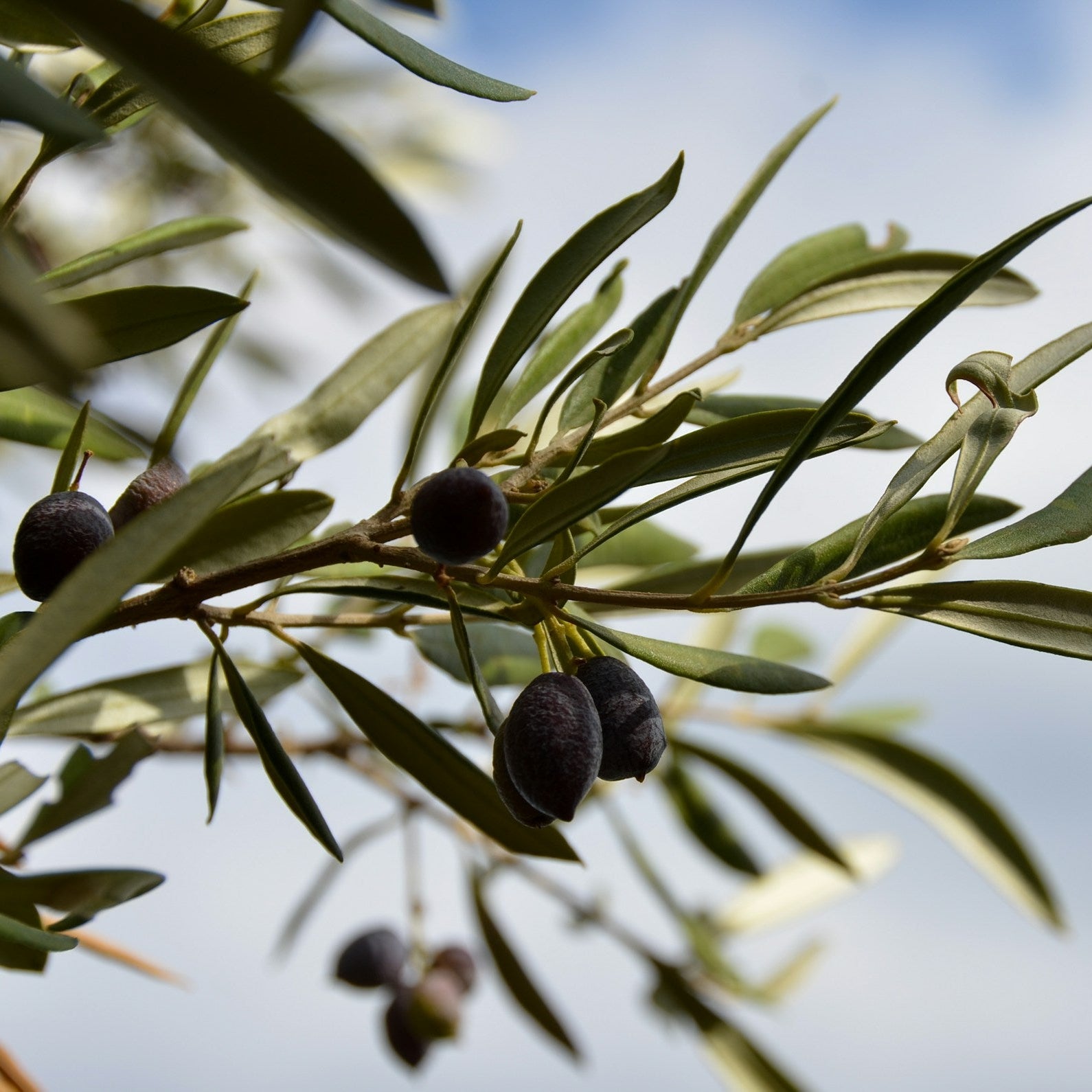 Arbequina olive trees for sale
