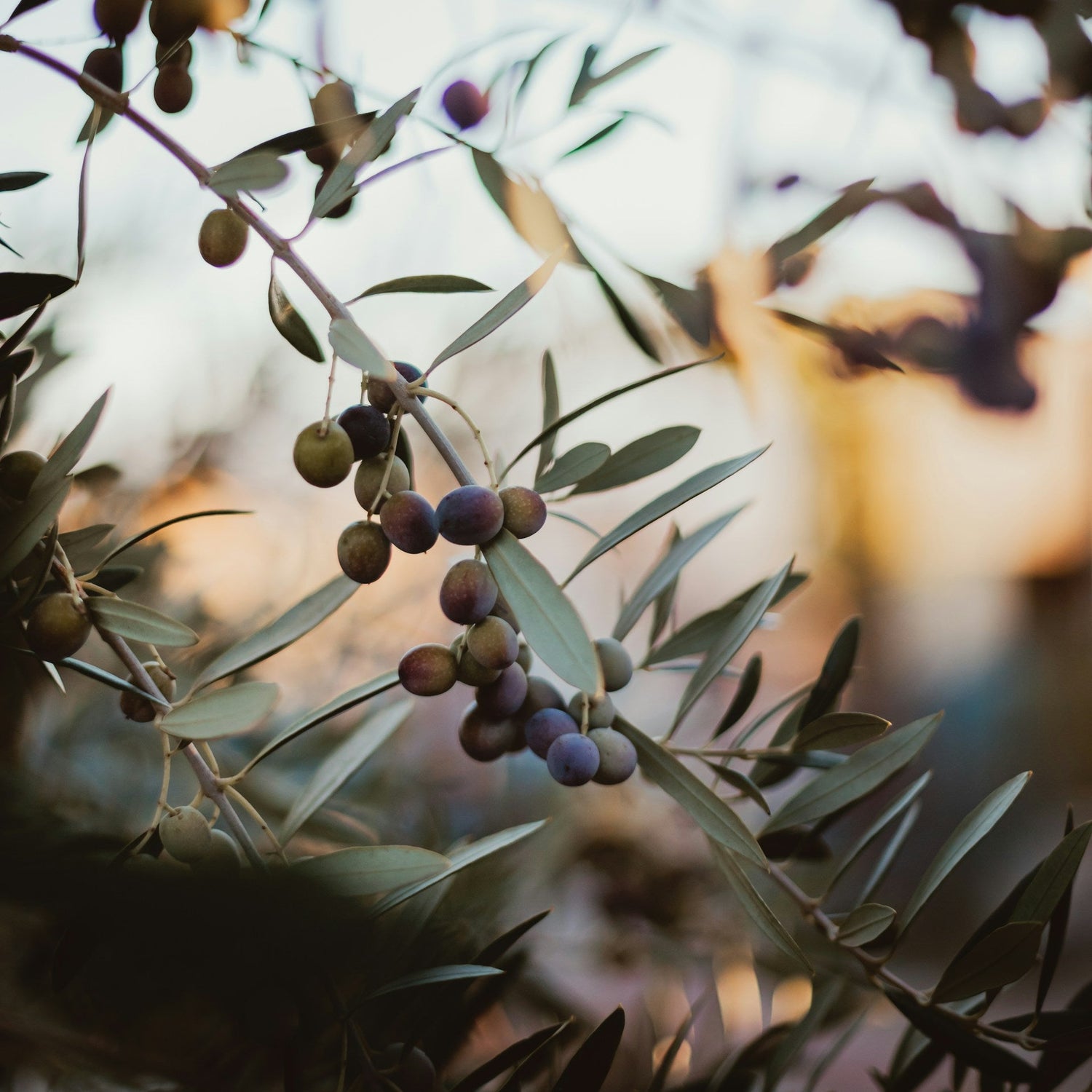 Arbosana Olive Trees for Sale