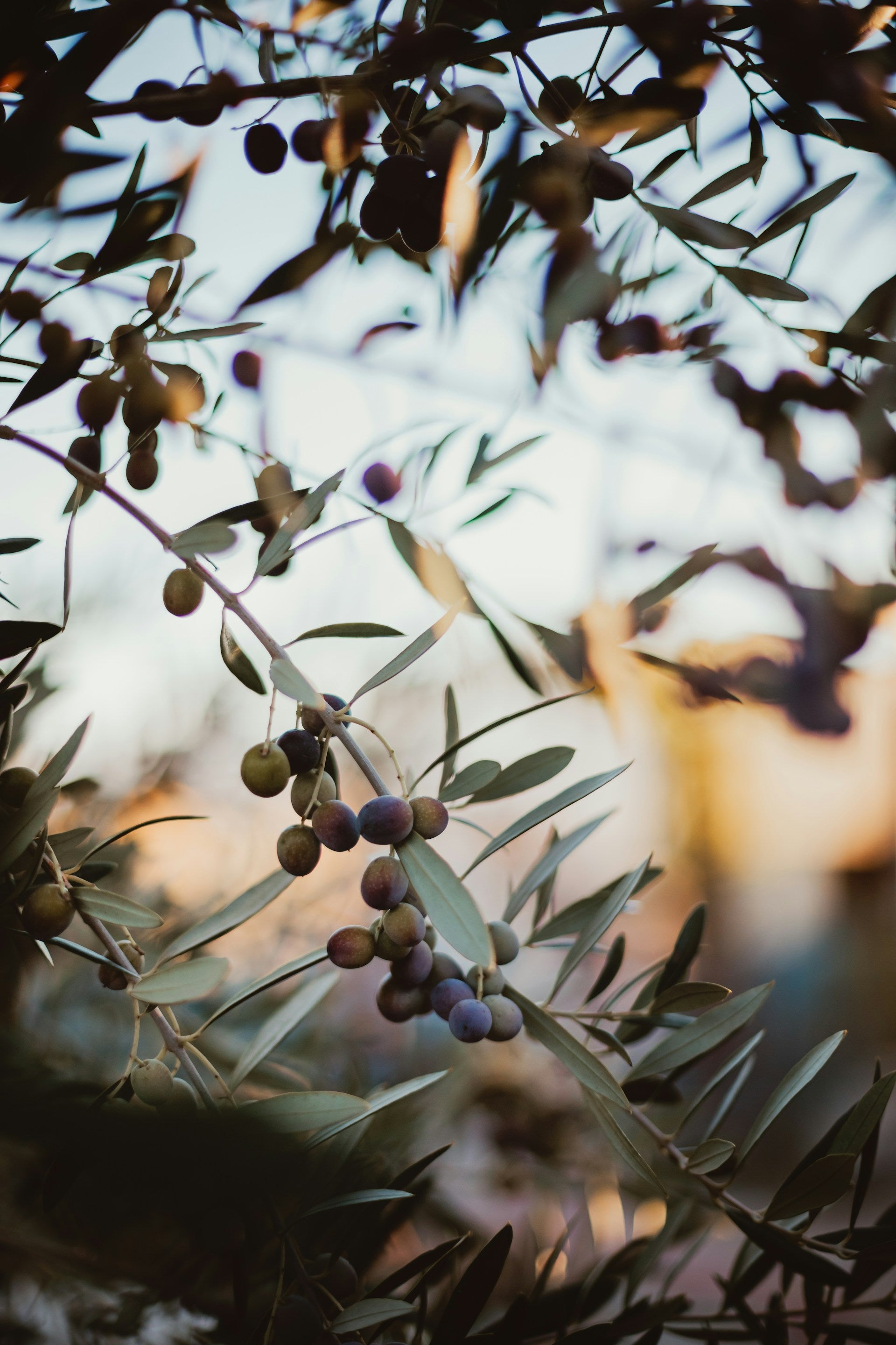 Arbosana Olive Trees for Sale