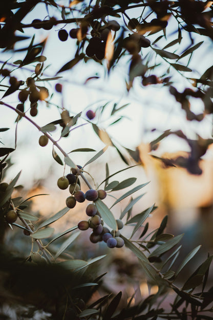 Arbosana Olive Trees for Sale