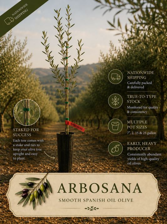 Arbosana Olive Tree | Ready-to-Ship