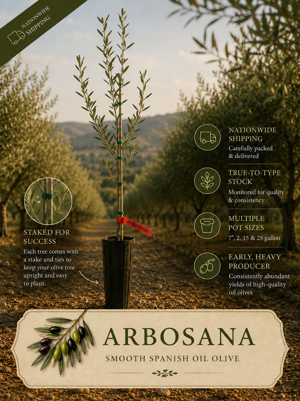 Arbosana Olive Trees