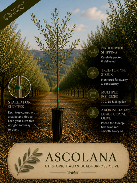 Ascolana Olive Trees