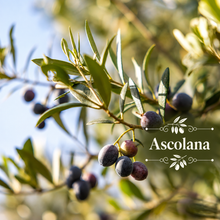 Italian Table Olive Orchard Kit