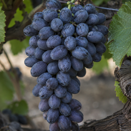 Autumn Royal Grapevines