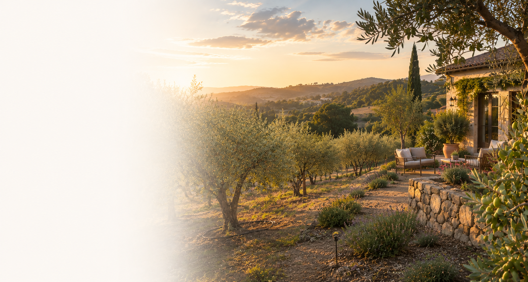 Transform Your Backyard into a Timeless Olive Orchard