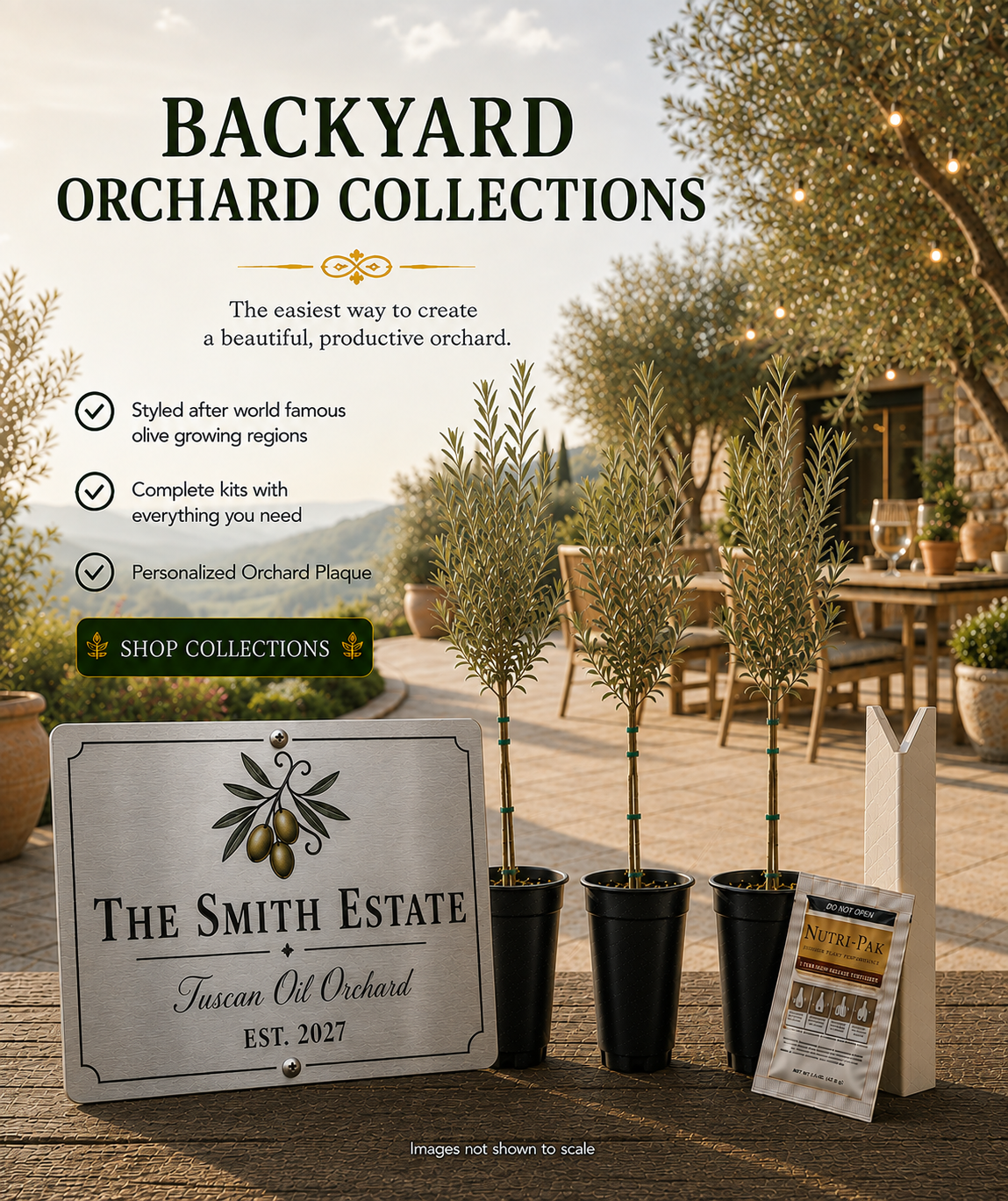 Olive Tree Varieties