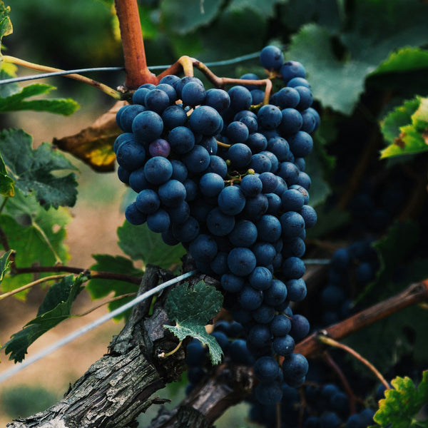 Barbera Grapevines