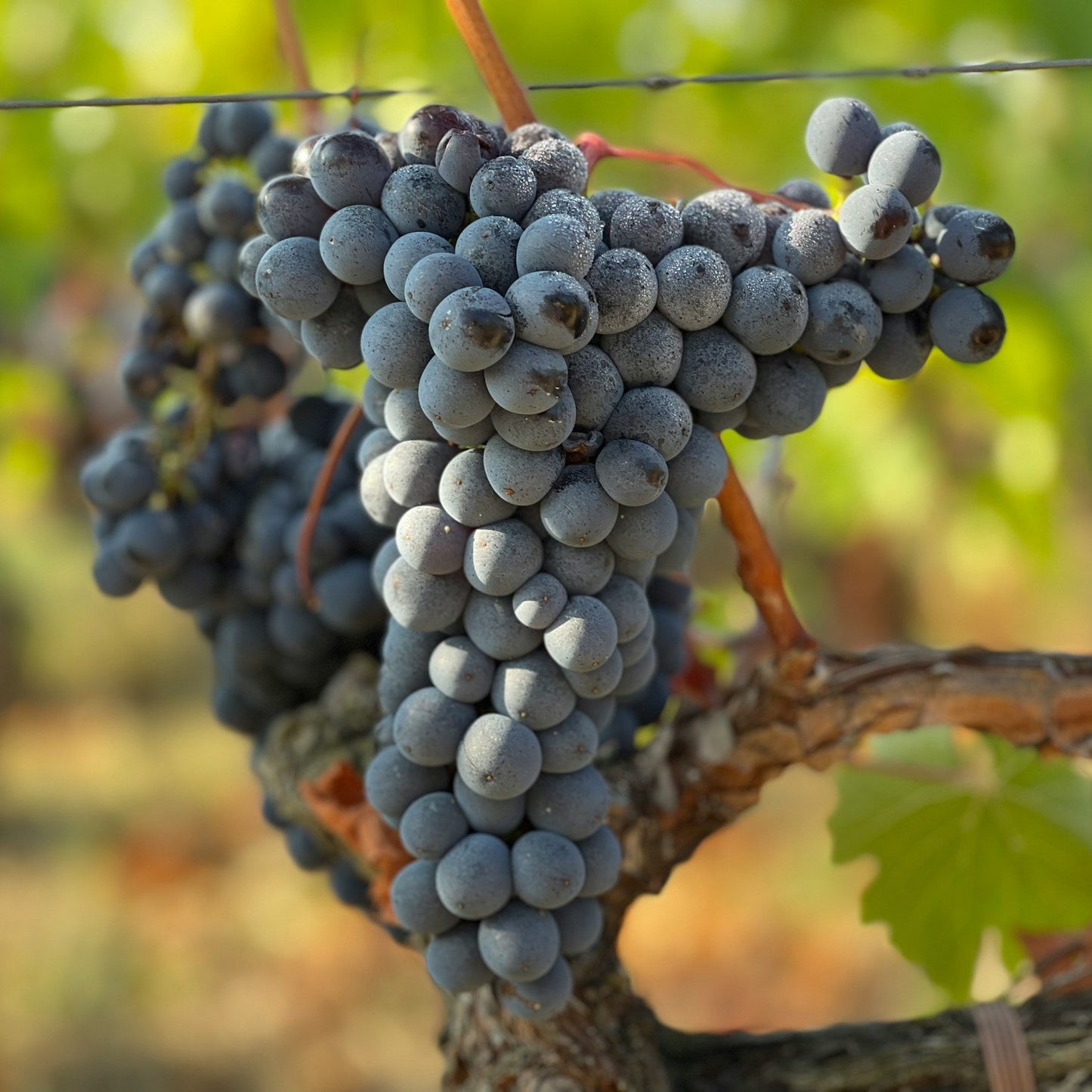 Cabernet Franc grapevines for sale