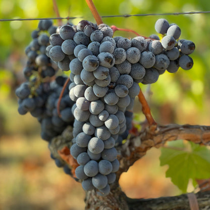 Cabernet Franc grapevines for sale