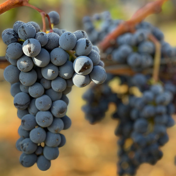 Cabernet Sauvignon Grapevines