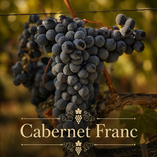 Bordeaux Rouge Vineyard Kit