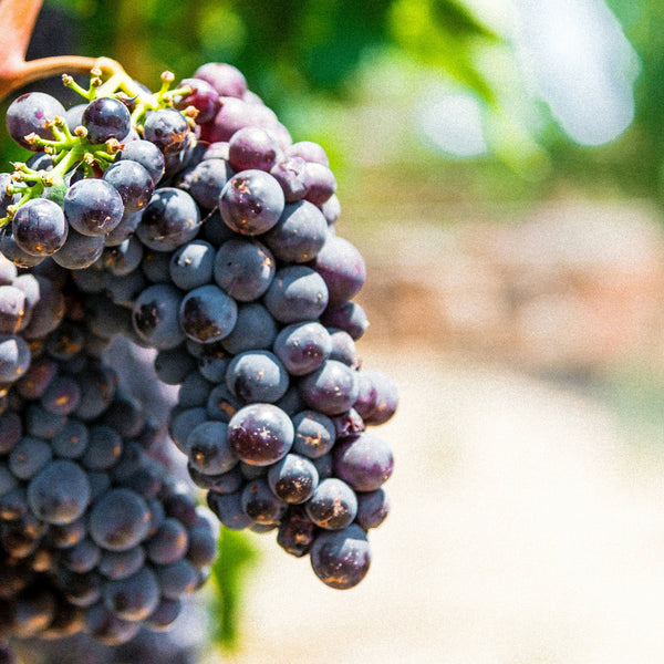 Carignane Grapevines