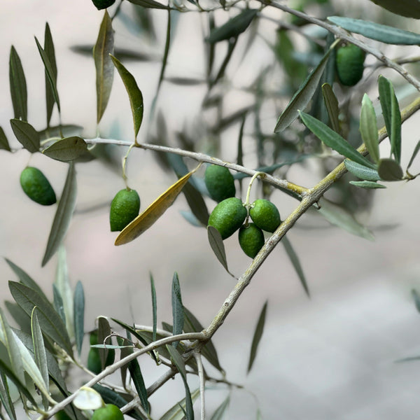 Cerignola Olive Trees