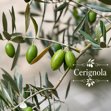 Italian Table Olive Orchard Kit