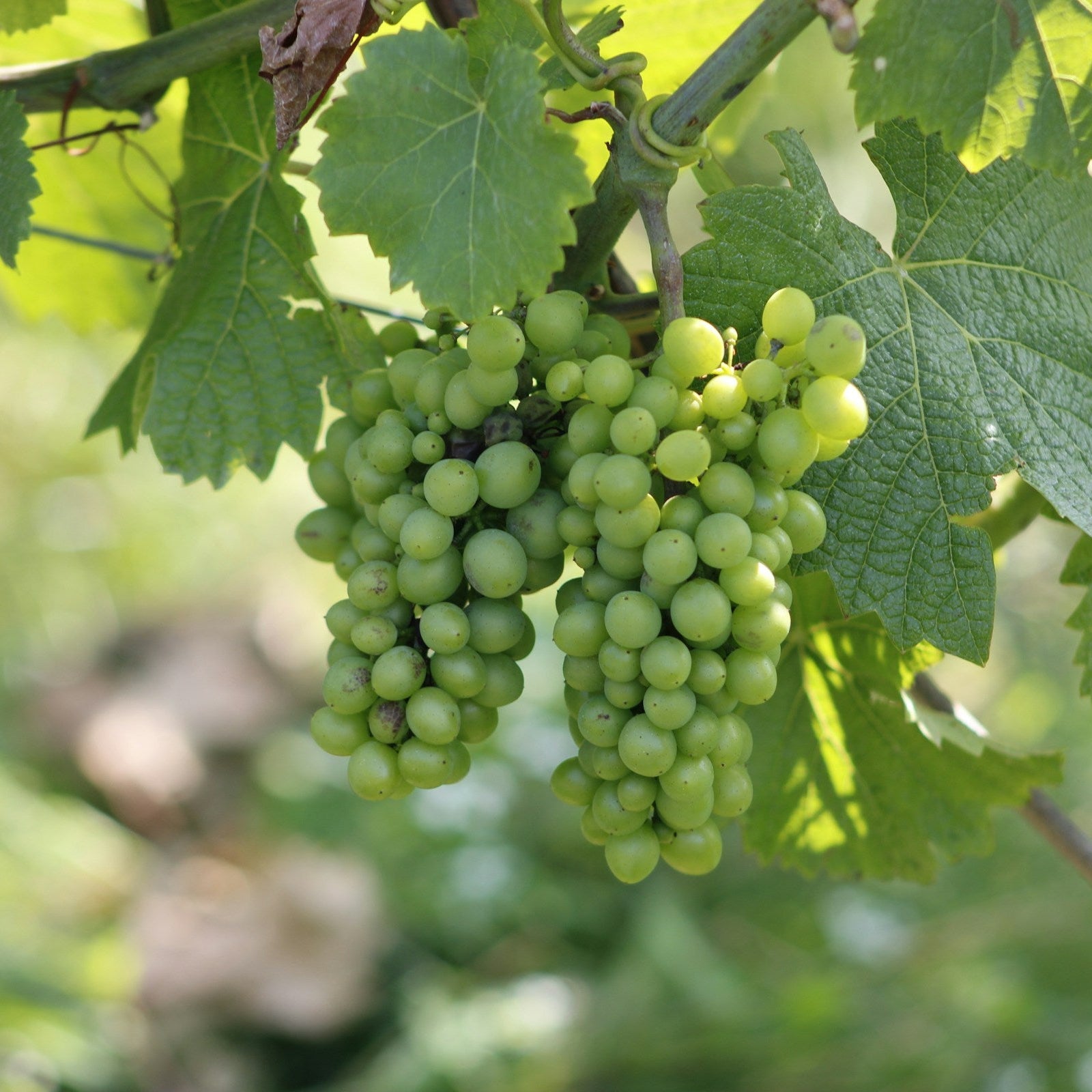 Chardonnay Grapevines for Sale | Noble Roots Nursery
