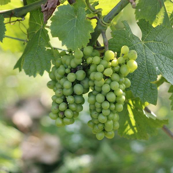 Chardonnay Grapevines