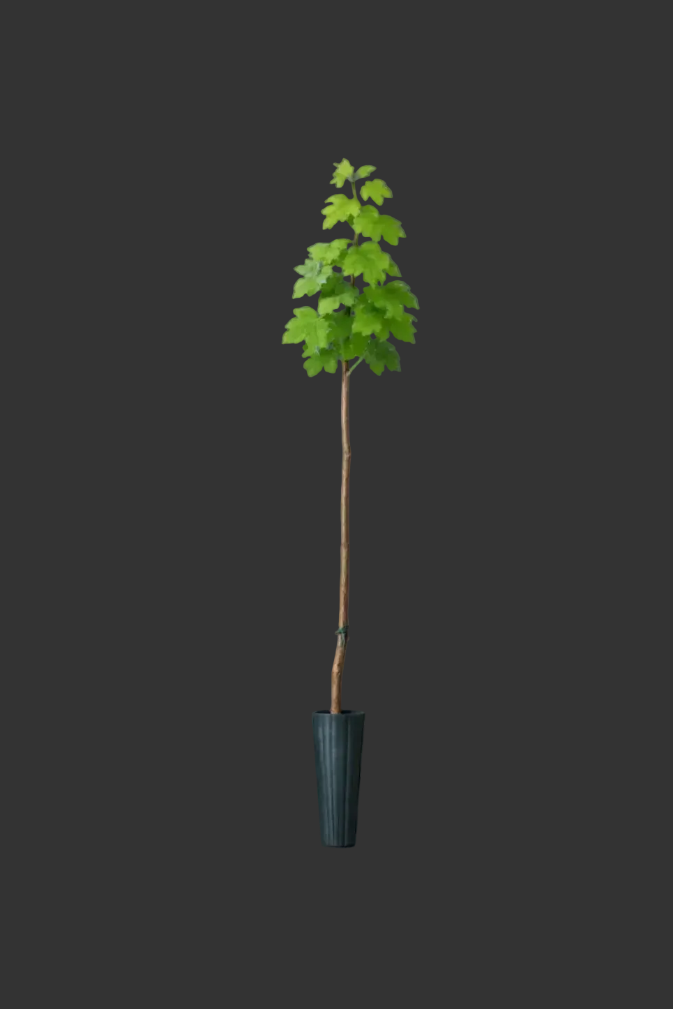 Tall grapevine for sale 