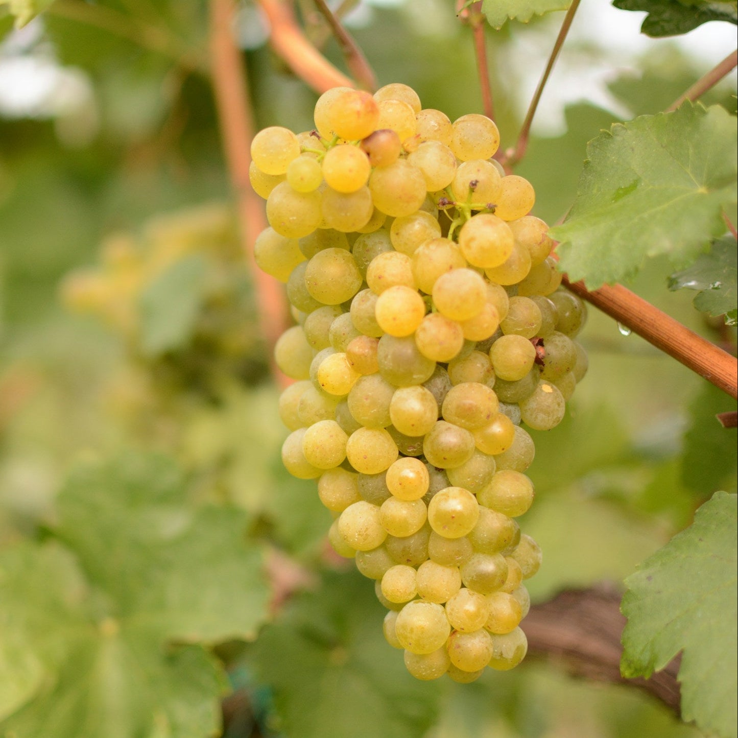 Chenin Blanc grapevines for sale