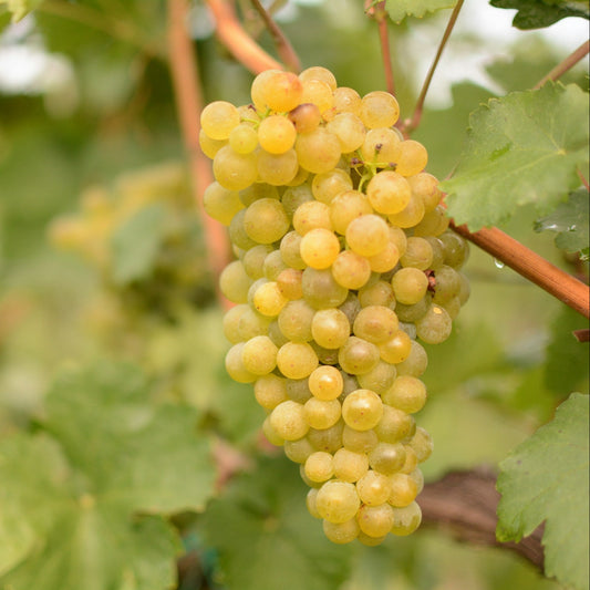 Chenin Blanc grapevines for sale