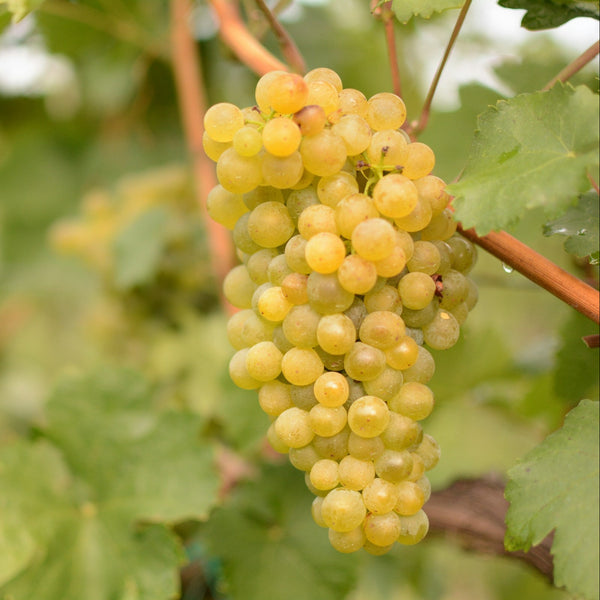 Chenin Blanc Grapevines