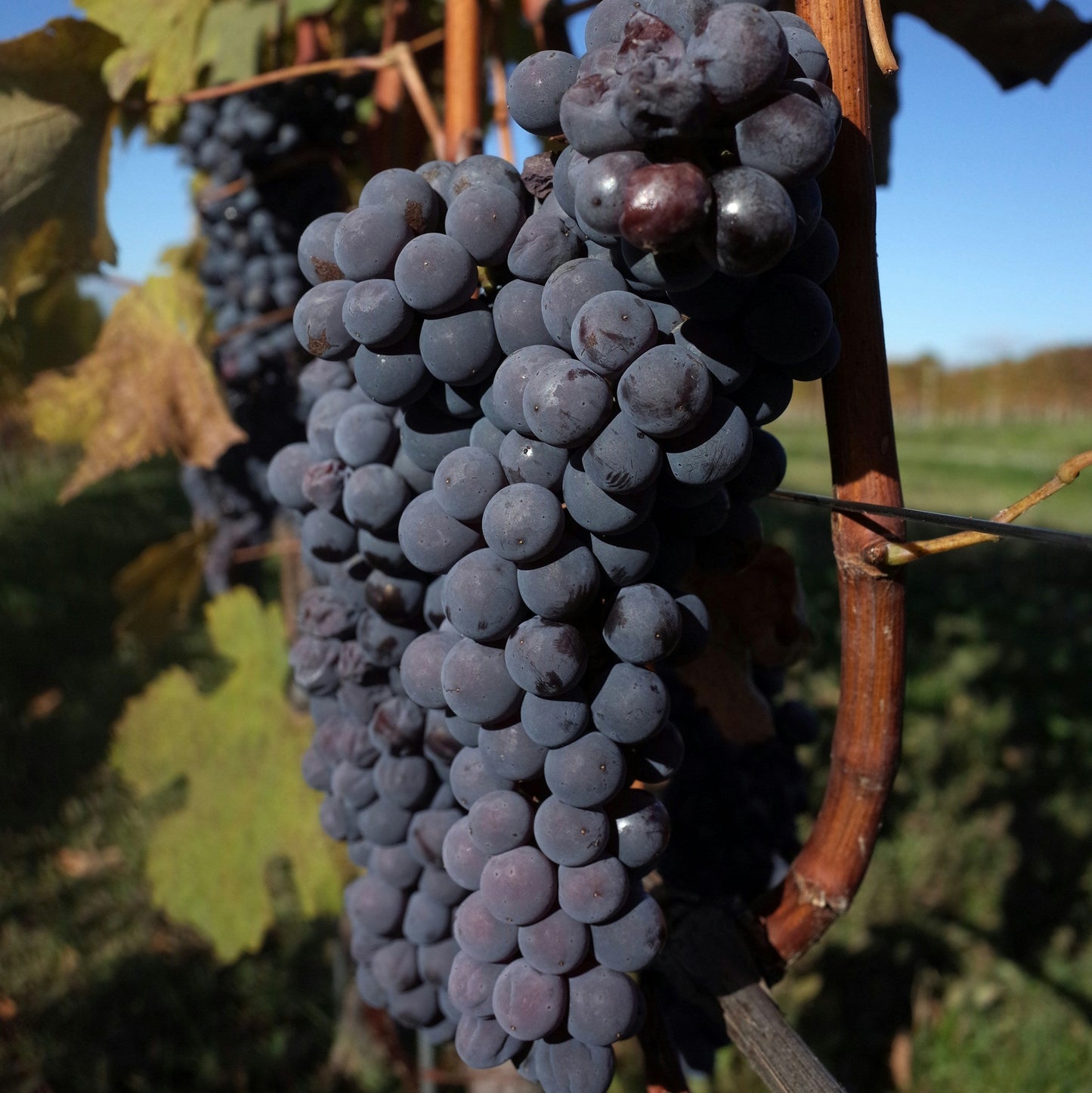 Cinsaut grapevines for sale