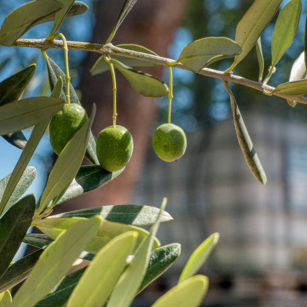 Columella Olive Trees