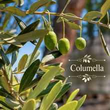 French Olive Oil Orchard Kit