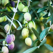 Coratina Olive Trees