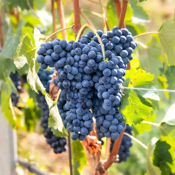 Counoise Grapevines