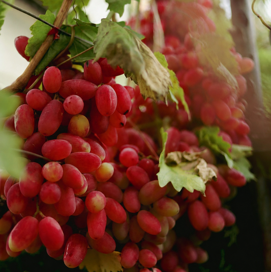 Crimson Seedless Grapevines
