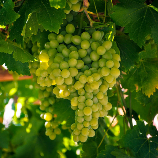 Diamond Muscat grapevines for sale