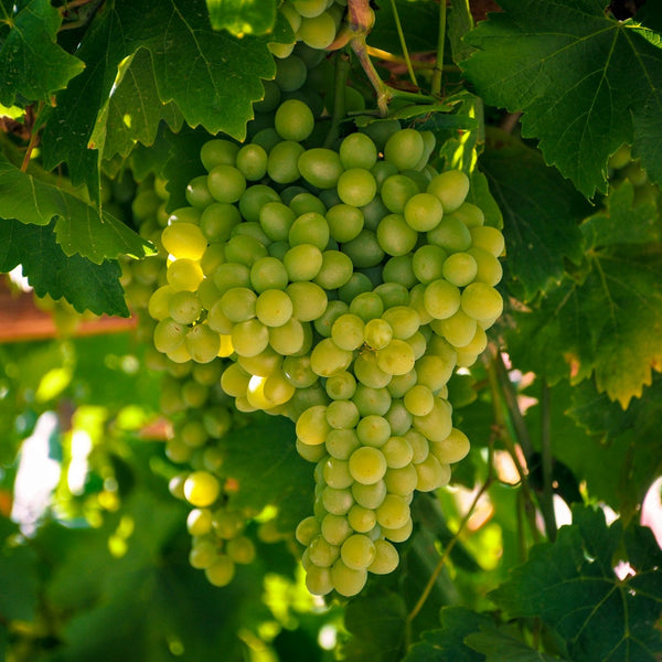 Diamond Muscat Grapevines