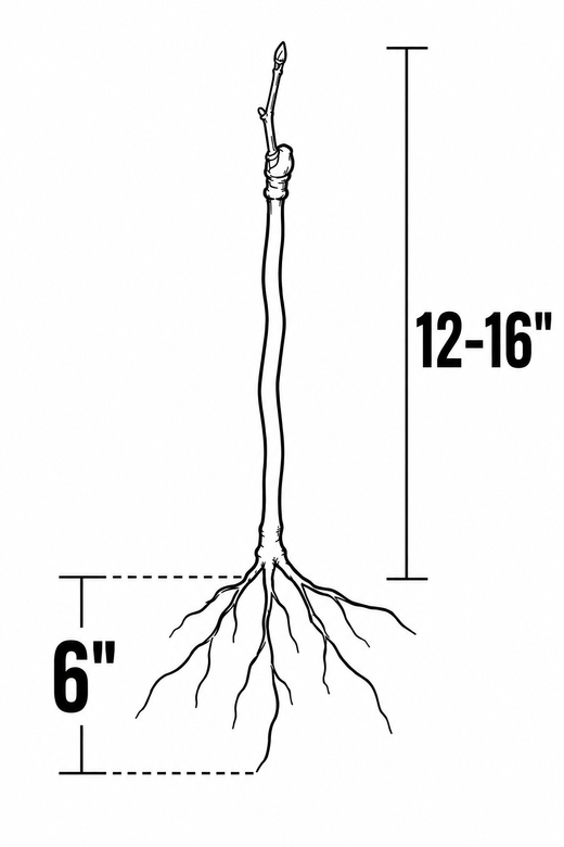 Dormant Bareroot