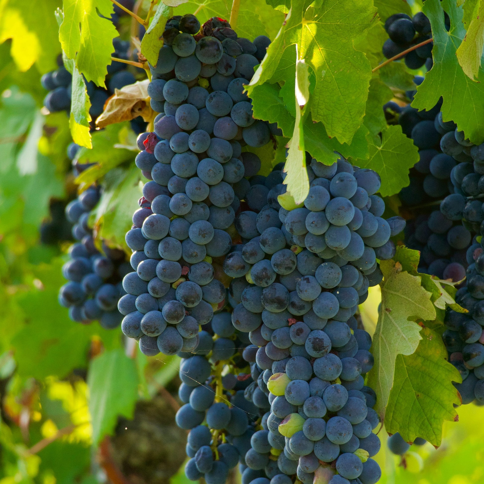 Petite Sirah Durif grapevines for sale